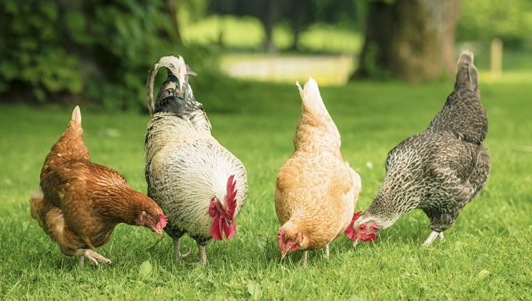 Backyard poultry believed to be the source of the ongoing salmonella outbreaks