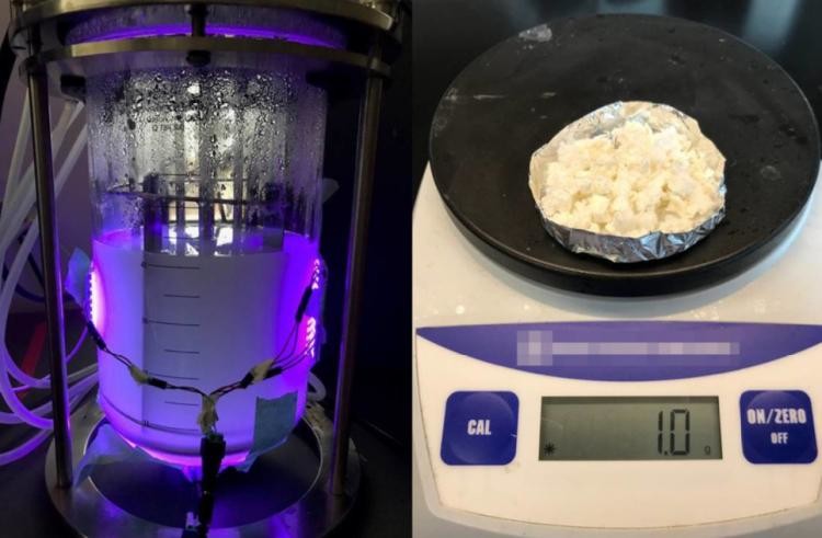 Biodegradable plastics, biodiesel and fuels can be produced using CO2-eating organisms