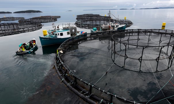 Climate crisis and antibiotic use could 'sink' fish farming industry – report