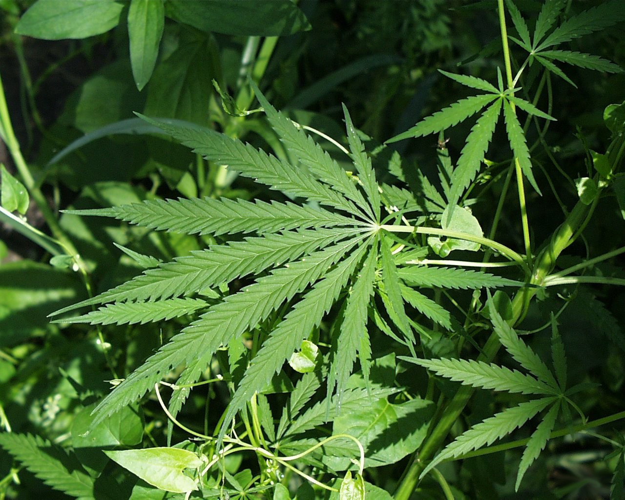Illinois becomes the 11th state to Legalize Marijuana