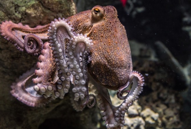 Octopuses could be the next lab rats
