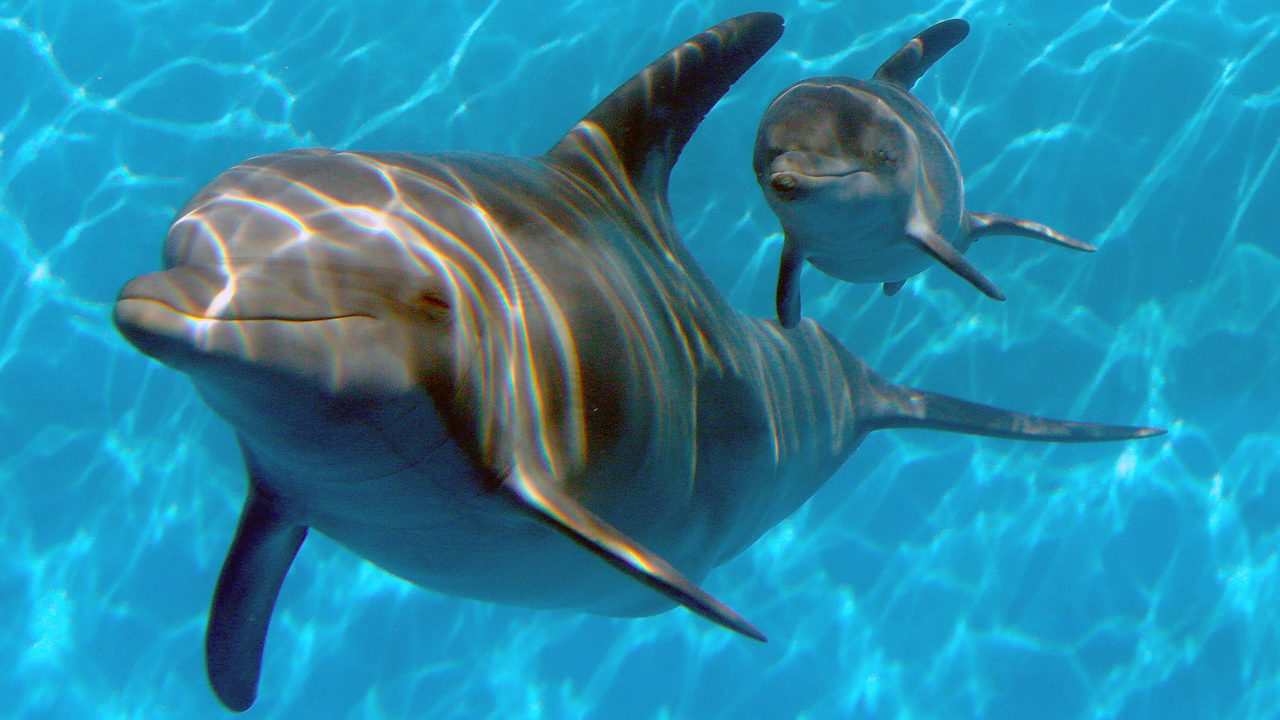 Over 200 dead dolphins found from Louisiana to Florida