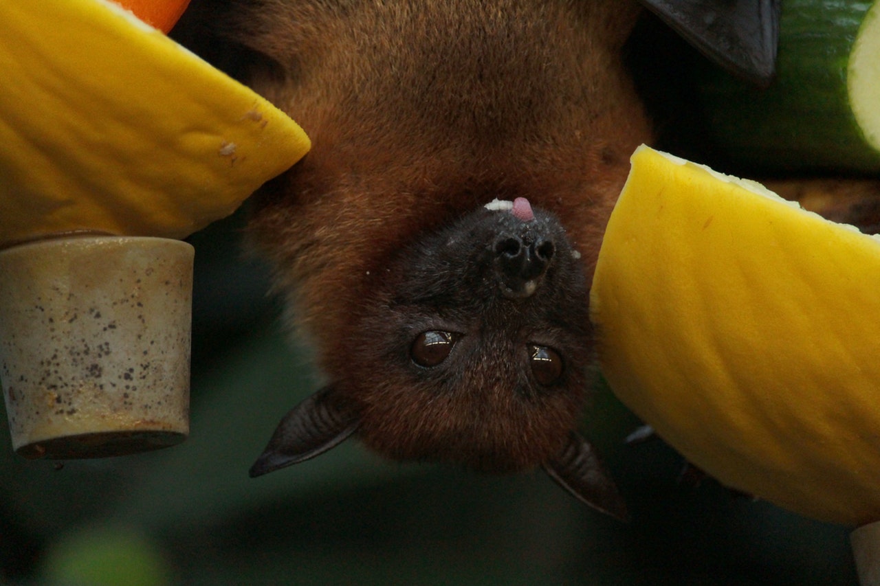 GPS Tracker Technology is Helping Alaska Department of Fish and Game to Count Bat Population