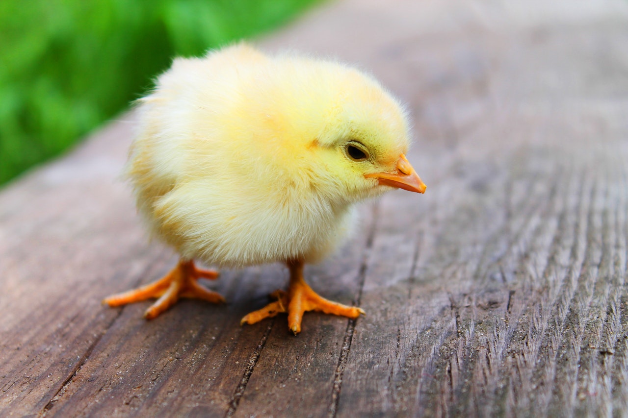 GPS Tracking Technology is used in China to Check Chicken’s Health