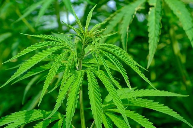Cannabis, a new Offensive in Favor of Legalization