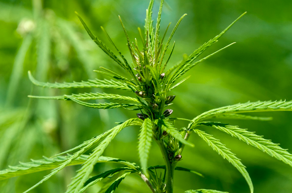 Cannabis Investing: 4 Reasons the Cannabis Sector is set to Rebound