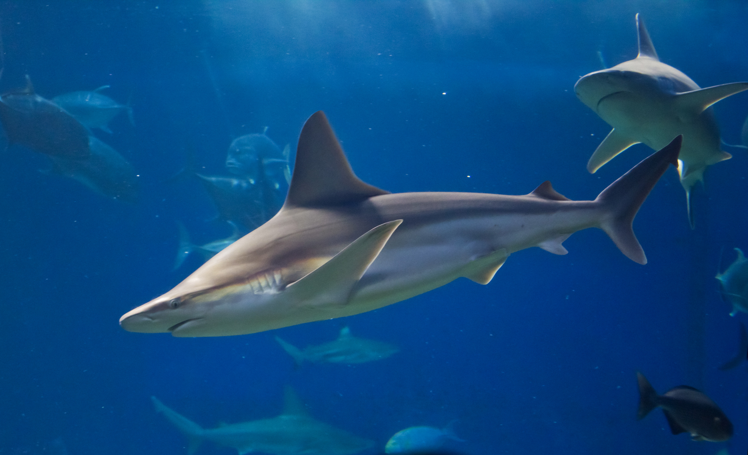 Maui Ocean Center Ranked 8th in the Top 10 List of Aquariums in the World