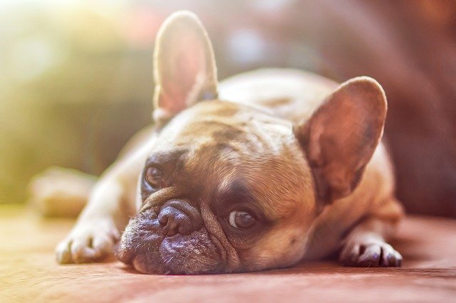 There is no Evidence that Pets can spread Coronavirus