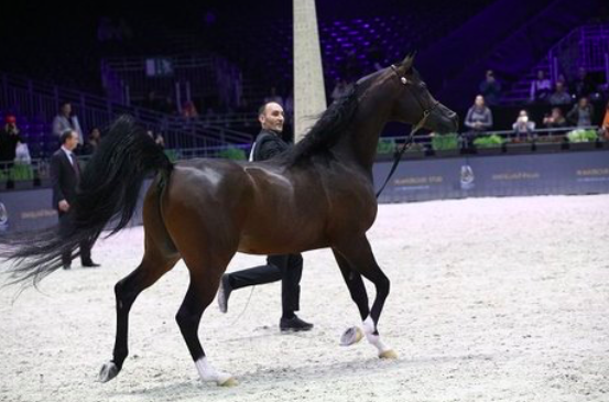 Al Sheikh: World-Renowned Arabian Horse Stud Farm