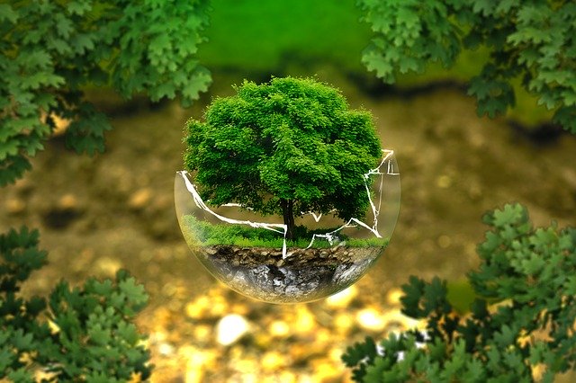 SVAKOM Joins Hands with Trees for the Future to Serve the Planet