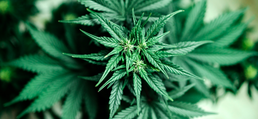 Routes of Administration for Medical Marijuana