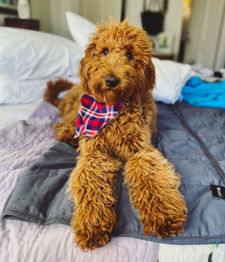 More People are now Choosing Irish Doodle Puppies due to their Smartness