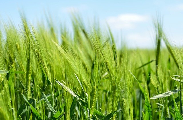 Global Fungicides Market to Reach the Value of USD 20.37 Billion by 2024; Growth at a CAGR of 4.5% Expected
