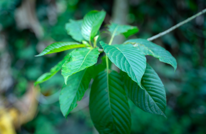 Maeng Da Reduces Stress and Assists in Weight Loss