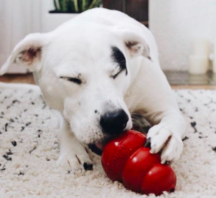 It’s Official: Our Dogs Are the Unsung Heroes of COVID