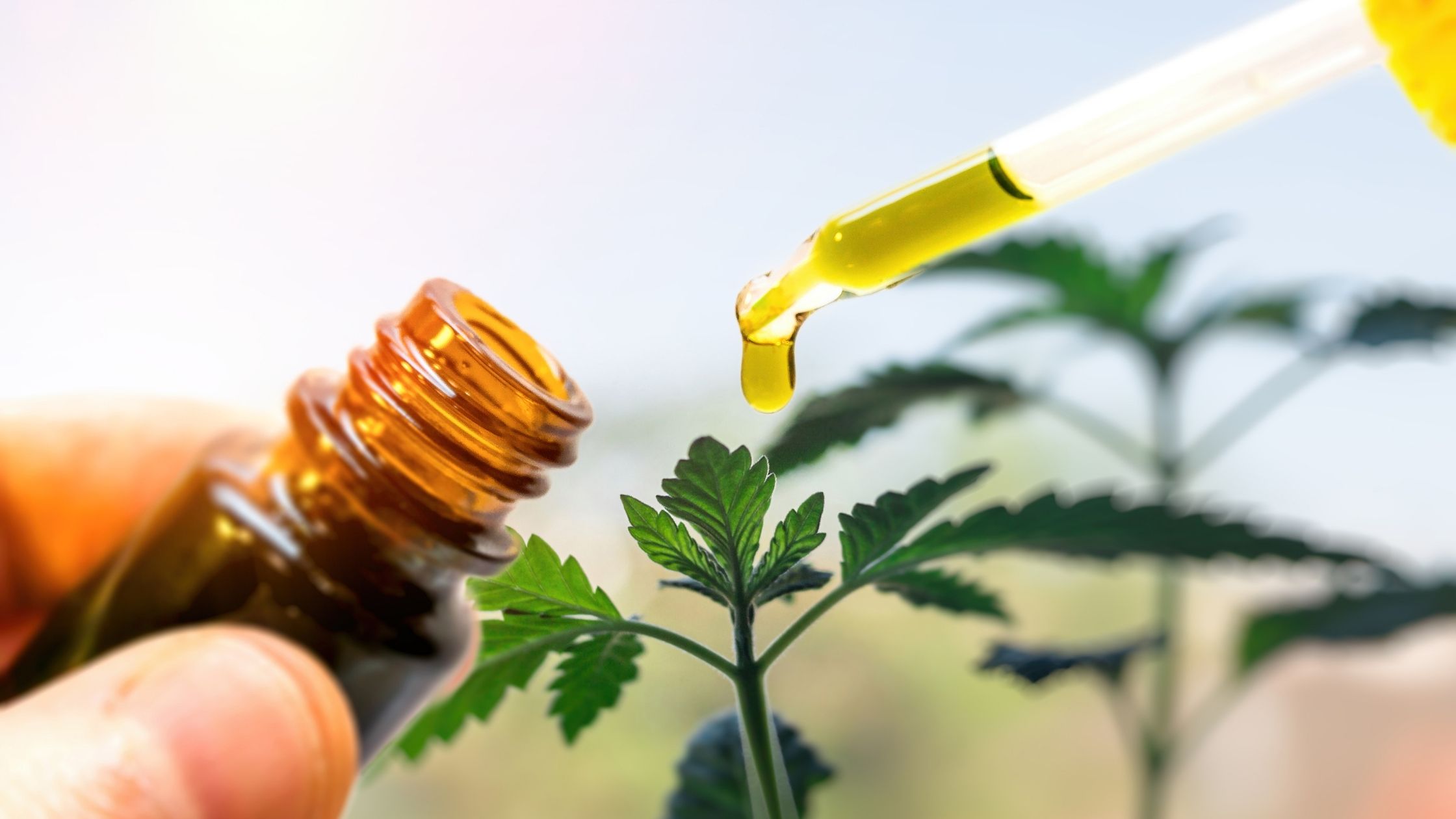 Owing to their Numerous Health Benefits, Organic CBD Products are Getting Popular Among People 
