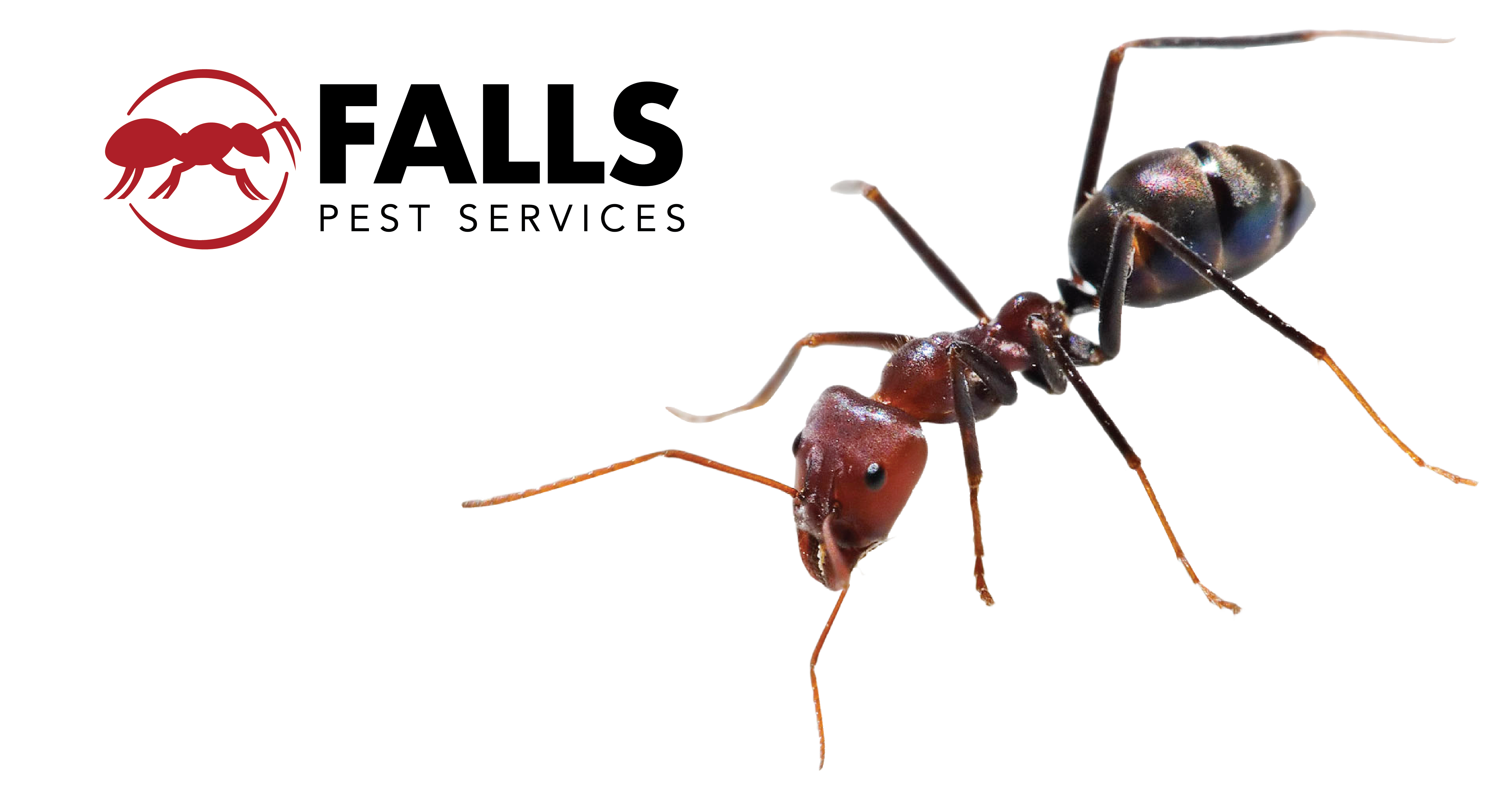 More People in Idaho are now using Falls Pest Services in Winters as Pests don’t Leave the Spaces but Rather Move Inside