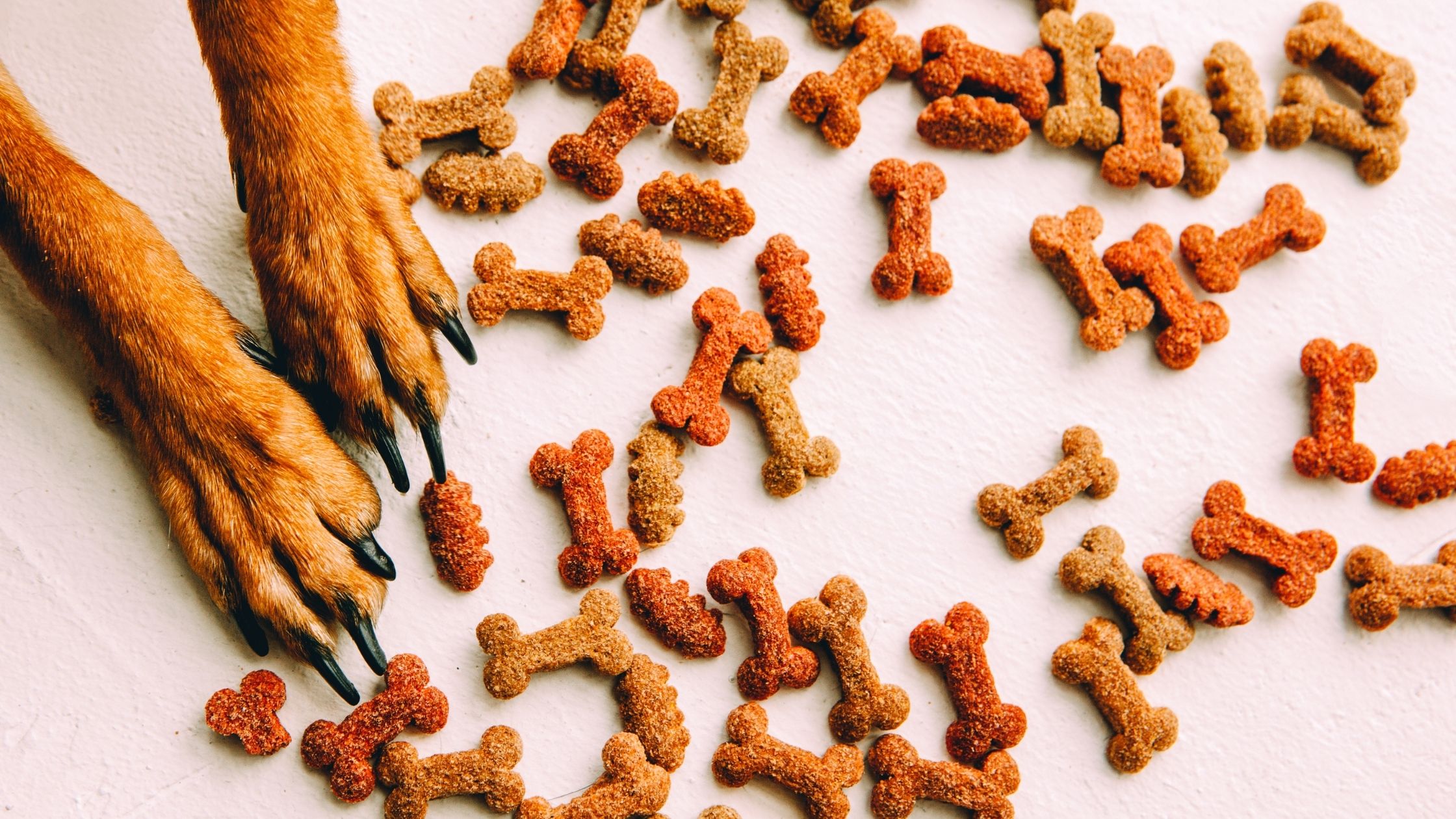Pet Lovers are Investing in Quality Pet Supplies and Training to Keep their Pets Healthy