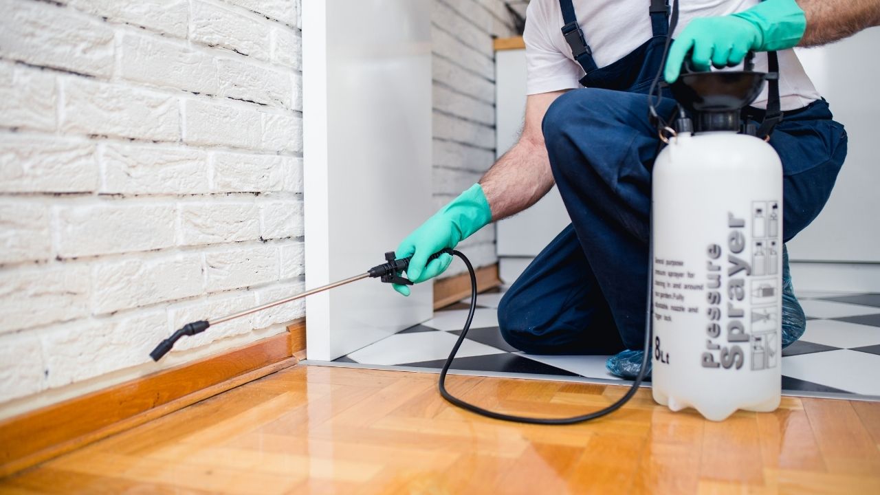 Why Pest Control Services are Important