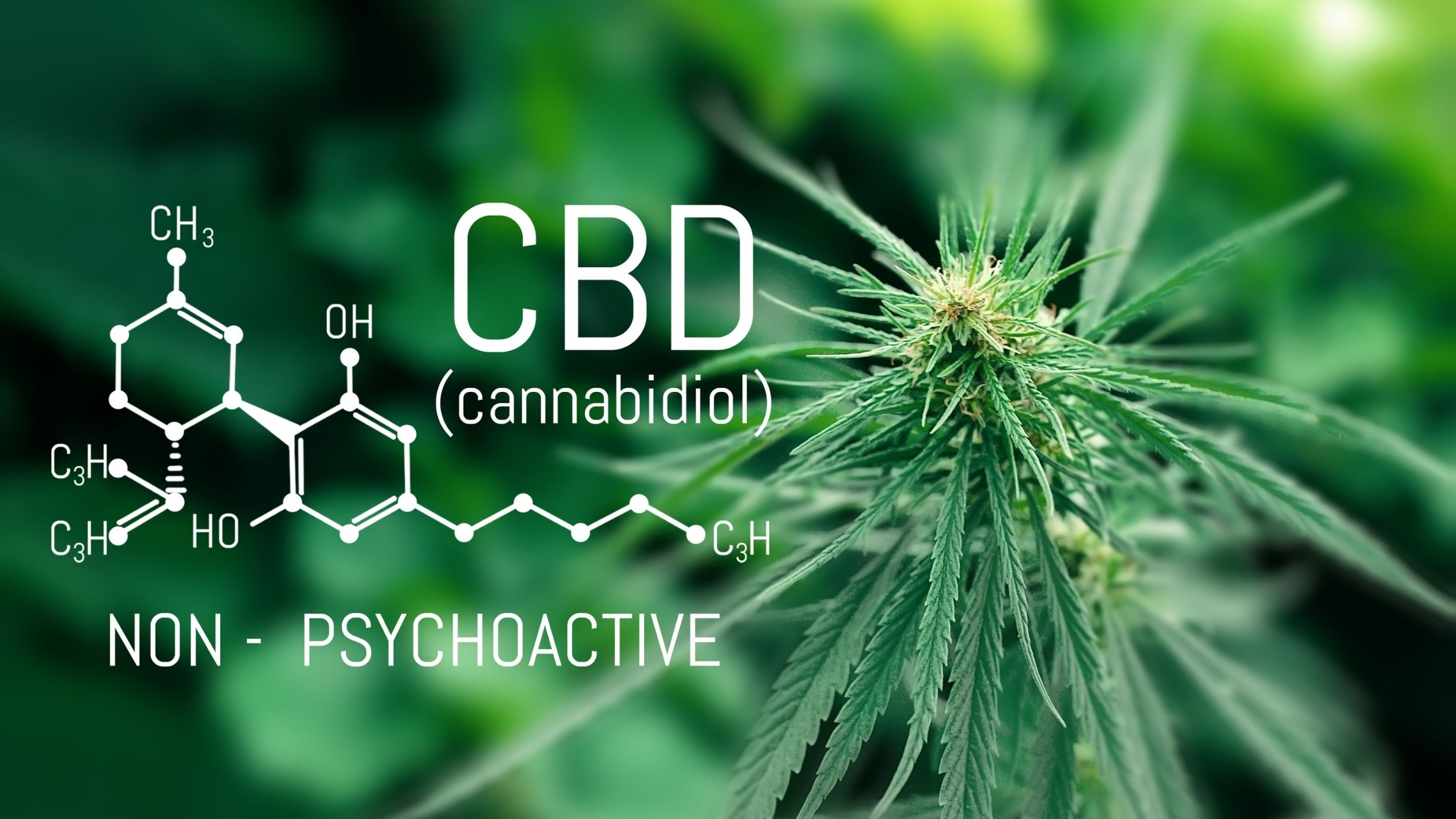Availability of CBD Products Coupled with Attractive Discounts has Boomed the Popularity of CBD