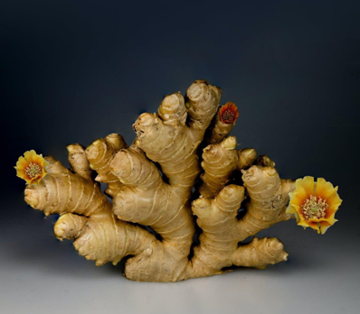 4 Popular & Powerful Herbal Remedies