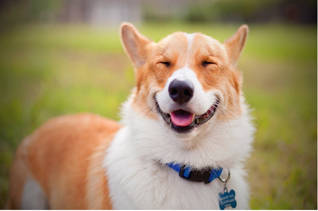 Advantages of Different Dog Breeds