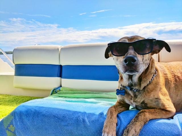 4 Tips for Going On a Summer Vacation With Your Dog