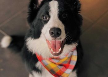 Scarf and Tail is Setting the Stage for the Future of Petwear