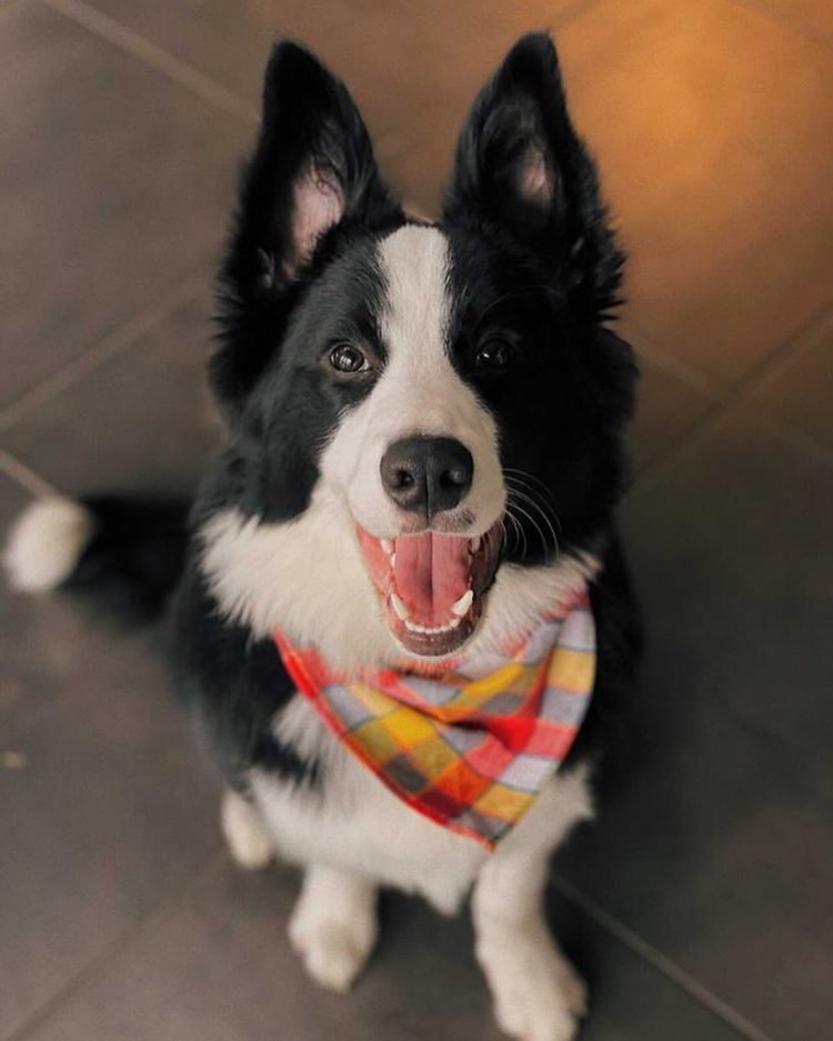 Scarf and Tail is Setting the Stage for the Future of Petwear