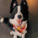 Scarf and Tail is Setting the Stage for the Future of Petwear