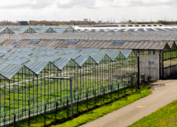 What Are the Things You Should Know About Commercial Greenhouses?