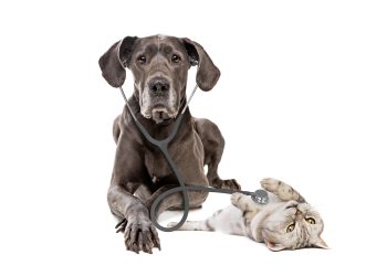 How Cheap Pricks is Modernizing Pet Healthcare