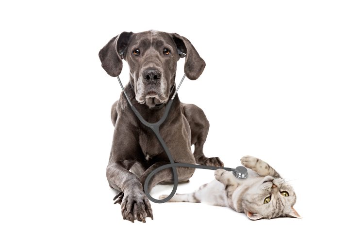 How Cheap Pricks is Modernizing Pet Healthcare