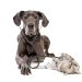 How Cheap Pricks is Modernizing Pet Healthcare