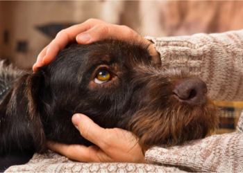 Inflammatory Diseases in Dogs and Botanicals That Can Help