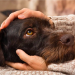 Inflammatory Diseases in Dogs and Botanicals That Can Help