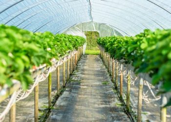 Advantages of Using Spider Farmer Grow Tent