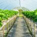 Advantages of Using Spider Farmer Grow Tent
