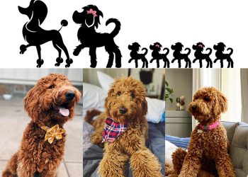 Meet Kinzie Doodles, The Trusted Bernedoodle Breeder In Southern California