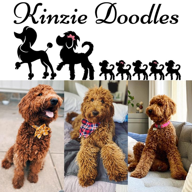 Meet Kinzie Doodles, The Trusted Bernedoodle Breeder In Southern California