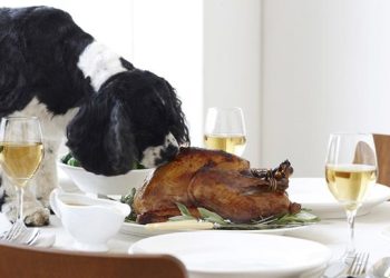 Health Benefits Of Turkey For Dogs