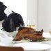 Health Benefits Of Turkey For Dogs