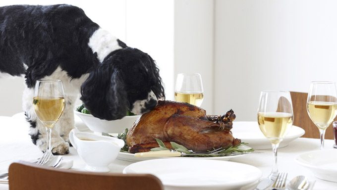 Health Benefits Of Turkey For Dogs