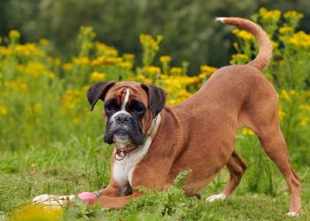 How Often Should You Bathe A Boxer Dog?