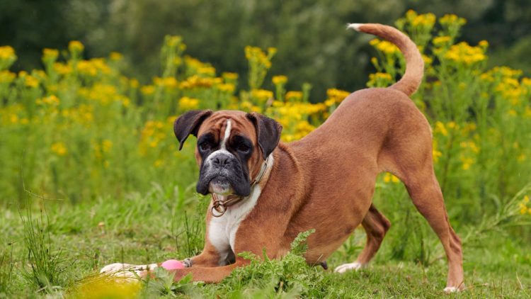 How Often Should You Bathe A Boxer Dog?