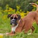 How Often Should You Bathe A Boxer Dog?