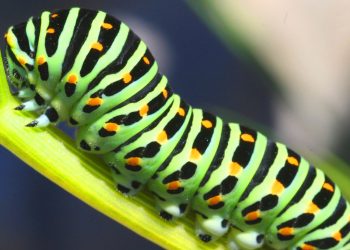 Caterpillars Boom After High Monsoon Activity in Arizona