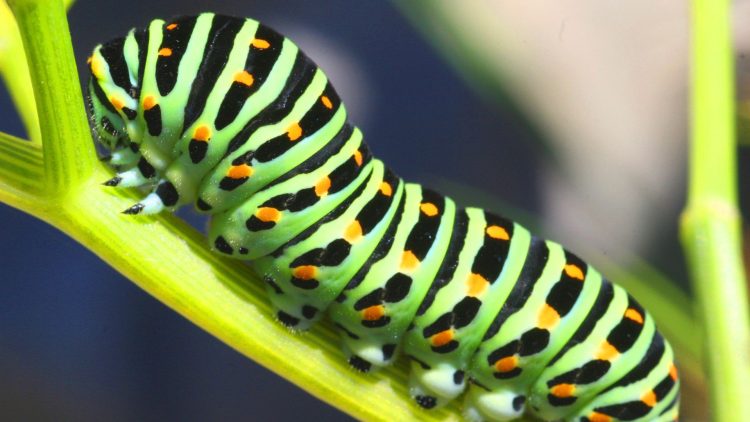 Caterpillars Boom After High Monsoon Activity in Arizona