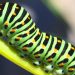 Caterpillars Boom After High Monsoon Activity in Arizona