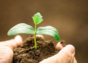 Pinduoduo Takes On Catalyst Role Promoting Applied Research in Agriculture